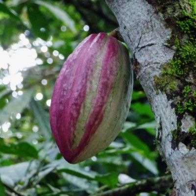 coco-pod Cocoa Plant, Garden Island, Bean Plant, Unusual Plants, Tree Seeds, Theobroma Cacao, Fruit Plants, Exotic Fruit, Growing Food