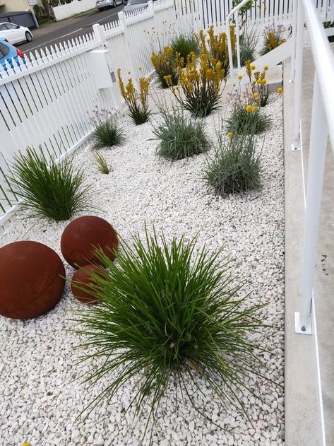 Front garden display filled with Kangaroo paws, native billy button flower, grass, bingo blue flowers Clarendon Homes, Sloped Backyard, Garden Display, Billy Buttons, Kangaroo Paw, Native Garden, Button Flowers, Front Garden, Grasses