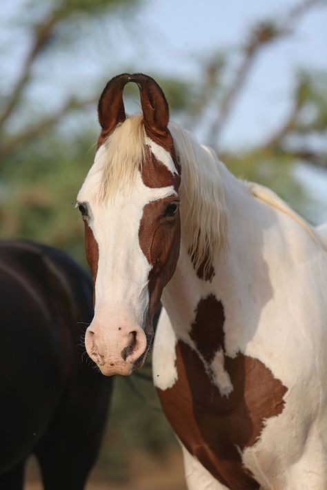 Meet the Marwari Horse - Young Rider Magazine Marwari Horses, Rare Breed, Appaloosa, Horse Photos, Thoroughbred, Horse Girl, Horse Photography, Pretty Horses, Horse Breeds