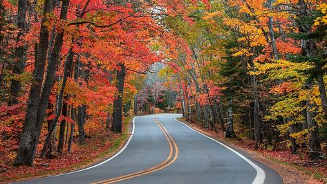 Tunnel Of Trees Michigan, Tunnel Of Trees, Fall In Michigan, Michigan Vacations, Harbor Springs, Scenic Roads, Michigan Travel, Scenic Byway, Fall Time