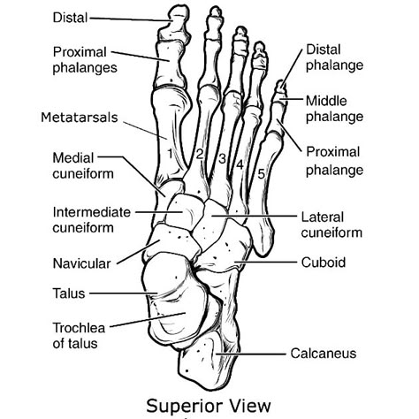 Foot superior vie... Foot Anatomy Drawing, Tarsal Bones, Ankle Anatomy, Human Skeletal System, Medical Assistant Student, Anatomy Bones, Anatomy Coloring Book, Foot Anatomy, Physical Therapy Assistant