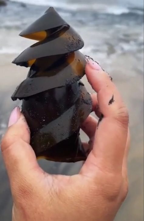 Shark Egg, Oceanography, So Funny, You Smile, Funny Facts, Make You Smile, Biology, Egg, Funny