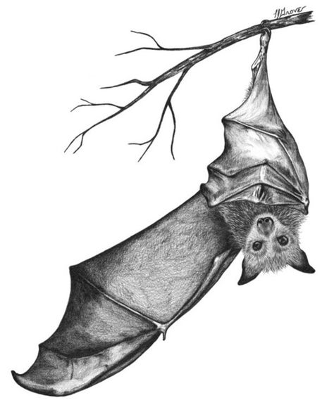 If I named my daughter Stella Luna I'd want this on the nursery wall. Bats Tattoo Design, Stella Luna, Hanging Bat, Bat Art, Bat Tattoo, Kunst Inspiration, Halloween Tattoos, Tattoo Outline, A Drawing