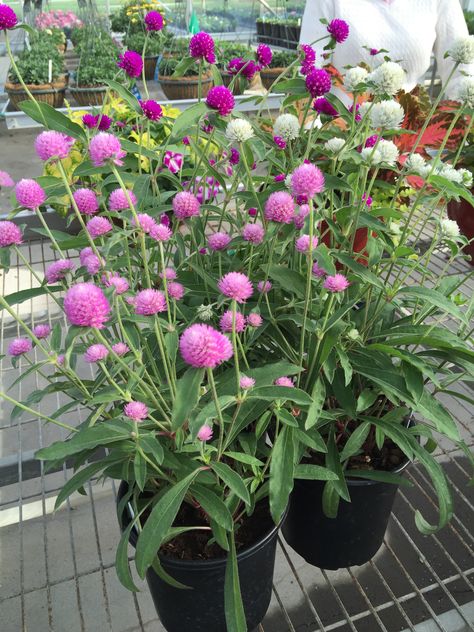 PingPong Gomphrena from Sakata. It's 20" in the garden and 10 weeks from seed. Three colors will make a nice homeowner cut flower. Gomphrena Flowers In Pots, Gomphrena Flowers, Flower Garden Images, Concrete Yard, Car Garden, Woolen Craft, Plants Ideas, Cut Flower Garden, Garden Images