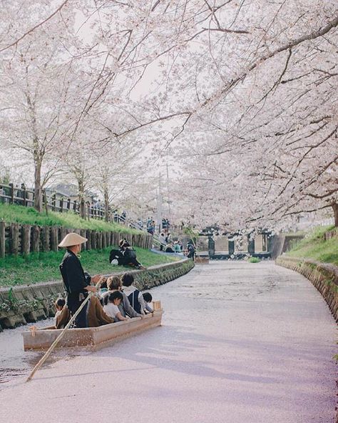 Blossom explosion  Kawagoe city Saitama prefecture Japan. Photo by @hiro_510 Chalet House, Saitama Prefecture, Saitama Japan, Japan Guide, Fukuoka Japan, Porto Rico, Japan Culture, Japan Aesthetic, Aesthetic Japan