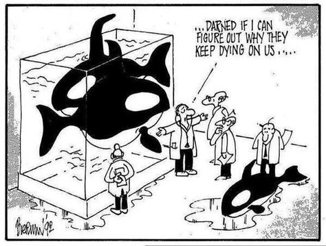 Dear Marine Parks, #CaptivityKills #Blackfish #EmptyTheTanks Boycott Seaworld, Anti Vegan, Free Willy, Animal Action, Save The Whales, Animal Activism, Save Our Earth, Vegan Humor, Stop Animal Cruelty