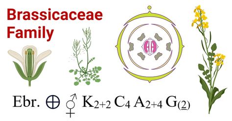 The Brassicaceae family is commonly known as the Mustard family or Cruciferae family. It is a large family which comprises about 365 genera and 3250 species. It includes economically important ... Read more The post Brassicaceae Family: Characteristics, Floral Formula, Diagram appeared first on Microbe Notes. Microbiology Notes, Welsh Love Spoons, Cattle Feed, Love Spoons, Microbiology, Large Family, Plant Growth, Botany, Spoons