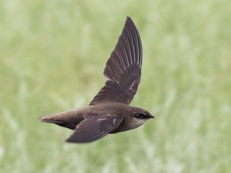 Chimney Swift, Swift Bird, Tree Swallow, American Crow, Red Tailed Hawk, Swift Photo, Community Park, Deciduous Trees, Major Arcana