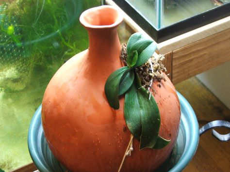 Olla Pot, Clay Orchid Pots, Clay Pot Irrigation, Irrigation Diy, Unusual Planter, Mini Orquideas, Modelling Clay, Orchid Show, Orchid Garden