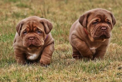 Dogue De Bordeaux Puppies, French Mastiff Puppies, French Mastiff Dog, Mastiff Dog Breeds, Bordeaux Dog, Neapolitan Mastiff, Mastiff Breeds, French Mastiff, Mastiff Puppies