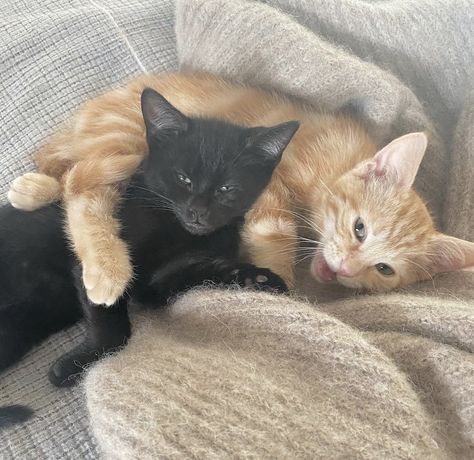 Cuddle Cat, Black Cat Aesthetic, Hugs And Cuddles, Cat Hug, Dream's Cat, Cat Couple, Cat Cuddle, Silly Cats Pictures, Orange Cats