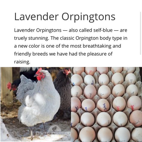 Lavender Orpington, Lavendar Orpington, Orpington Chickens, Orpington Chicken Colors, Chocolate Orpington Chickens, Lavender Chicken Breed, Black Orpington Chickens, Lavender Orpington Chickens, Lavender Orpington Chickens Eggs