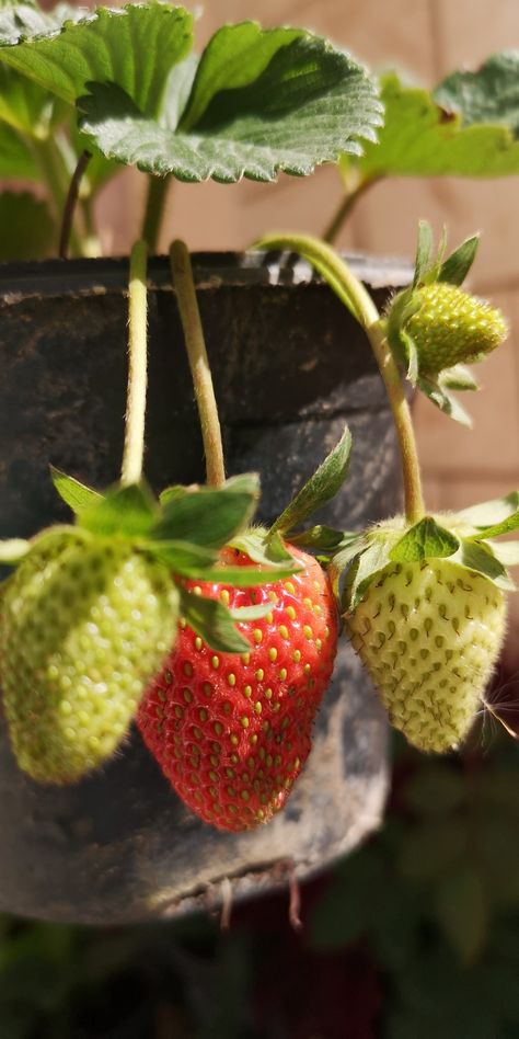 Eating Food Funny, Beautiful Fruits, Emotional Photography, Reference Pictures, Fruit Garden, Aesthetic Photography Nature, Aesthetic Instagram Theme, Plant Mom, Fruit And Veg