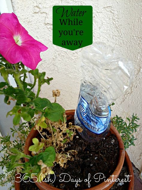 Vol. 2, Day 11: How to Water Plants While on Vacation - 365ish Days of Pinterest Watering Plants While On Vacation, Self Watering Bottle, Self Watering Plants, Watering Plants, Garden Help, Diy Water, Self Watering, Diy Plants, Water Flowers