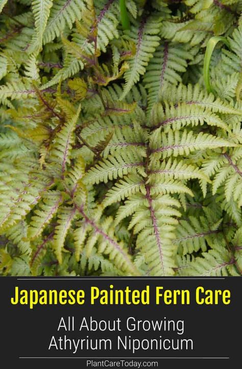 Japanese Painted Fern (Athyrium Niponicum) clump of fronds, medium growth rate, triangular-shaped fronds, sheds leaves yearly. [DETAILS] Athyrium Niponicum, Japanese Fern, Painted Fern, Fern Care, Lady Fern, Plants Landscape, Ferns Care, Types Of Ferns, Japanese Painted Fern