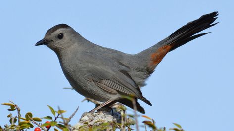 Rather plain but with lots of personality, the Gray Catbird often hides in the shrubbery, making an odd variety of musical and harsh sounds -- including the catlike mewing responsible for its name. At other times it moves about boldly in the open, jerking its long tail expressively. Most catbirds winter in the southern United States or the tropics, but a few linger far to the north if they have access to a reliable source of berries or a well-stocked bird feeder. North American Birds, Grey Hairstyles, American Birds, Bird Identification, Cat Bird, Drawing Heads, Gray Cat, Backyard Birds, Field Guide