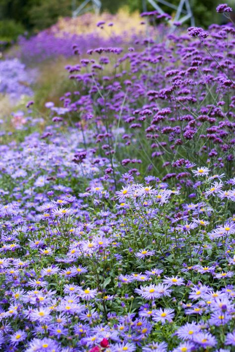 Meadow Field, Flowers 2023, Verbena Bonariensis, Naturalistic Garden, Sacred Garden, Garden Design Plans, Field Of Flowers, Ground Cover Plants, Wildflower Garden