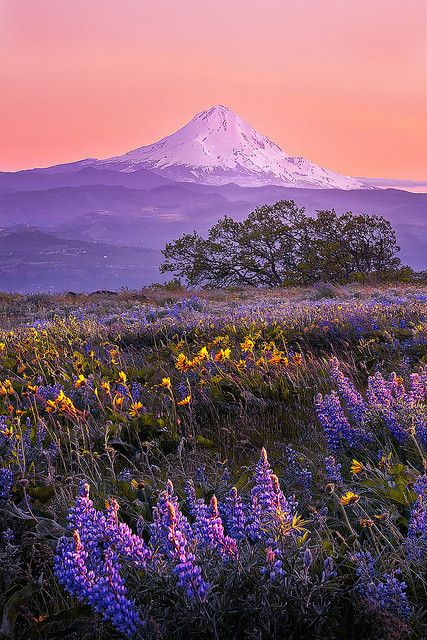 Purple Mountain Aesthetic, Purple Earth, Traveling America, 2025 Moodboard, Purple Mountains, Purple Mountain Majesty, Books 2024, Pretty Views, Scenic Pictures