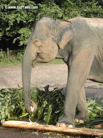 Elephant Exploring Sri Lanka Thai Elephant, Baby Elephants, Baby Mine, Elephant Love, Wildlife Photos, An Elephant, Sweet Animals, Animal Photo, Baby Elephant