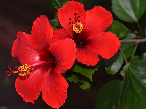 Poda de la Rosa de China - http://www.jardineriaon.com/poda-de-la-rosa-de-china.html Hibiscus Bush, Rosa China, Growing Hibiscus, Hibiscus Garden, Hibiscus Plant, China Rose, Red Hibiscus, Rose Of Sharon, Hybrid Tea Roses