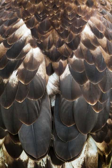 Feathers Close Up, Bald Eagle Feather, Feathers Photography, Falcon Feather, Feather Photo, Owl Feathers, Feathers Art, Crystal Room Decor, Owl Wings