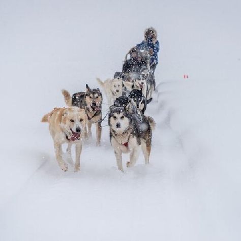 Dog Mushing, Alaskan Dog, Thea Stilton, Sled Ride, Sled Dogs, Alaskan Husky, Sled Dog, Cheap Dogs, Animated Animals