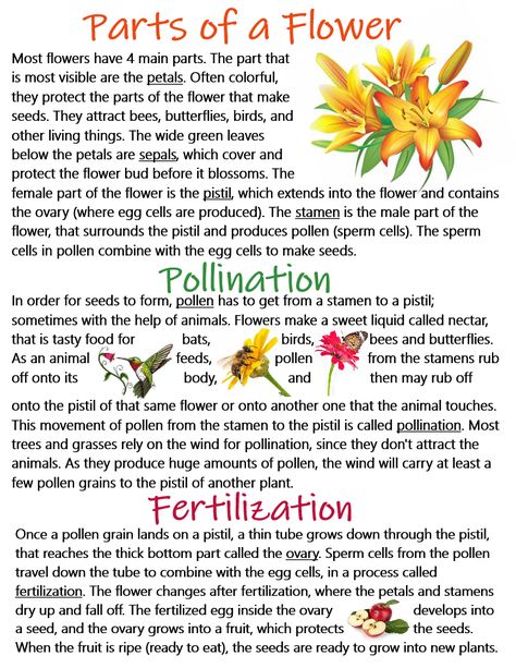 Pollination Activity, Comprehension Kindergarten, Biology Activity, Plant Biology, Science Revision, Reading Comprehension Kindergarten, Biology Classroom, Nurse Study Notes, Biology Facts