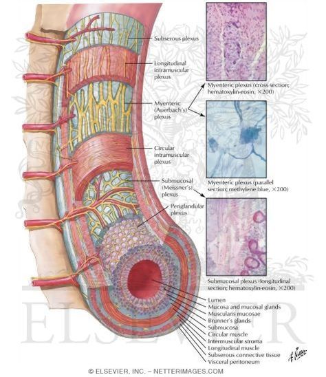 Digestive Anatomy, Medical Images, Brain Nervous System, Enteric Nervous System, Human Body Science, Small Intestine, Basic Anatomy And Physiology, Medical Photos, Human Body Anatomy