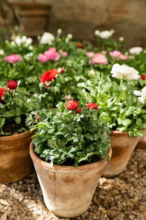 Growing Ranunculus in Pots: A Simple Guide — Meadowlark Journal Ranunculus In Pots, Growing Ranunculus, Ranunculus Garden, East Facing Garden, West Facing Garden, Ranunculus Flowers, Soil Improvement, Tomato Plants, Fall Plants