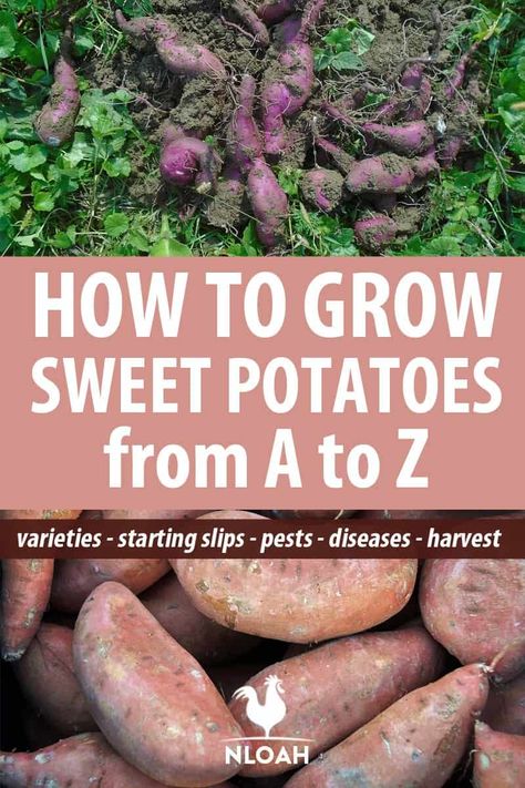 Harvest Sweet Potatoes, Grow Sweet Potatoes, Sweet Potato Slips, Growing Sweet Potatoes, Delicious Veggies, Vertical Vegetable Garden, Backyard Vegetable Gardens, Organic Vegetable Garden, Growing Potatoes