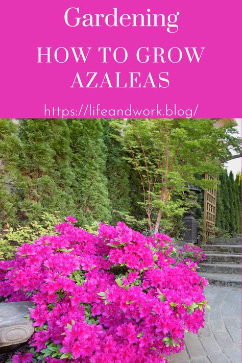 How to Grow Azaleas How To Propagate Azaleas, Trimming Azalea Bush, How To Take Care Of Azaleas, Planting Azaleas Tips, When To Fertilize Azaleas, Azaleas Landscaping, Azaleas Care, Azaleas Garden, Outdoor Improvements