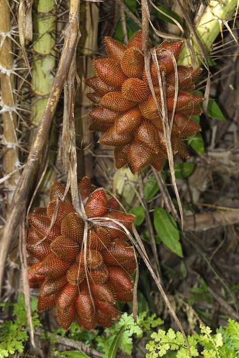 Salak Weird Fruit, Strange Fruit, Unique Fruit, Fruit Seeds, Beautiful Fruits, Unusual Plants, Fruit Plants, Organic Seeds, Herb Seeds