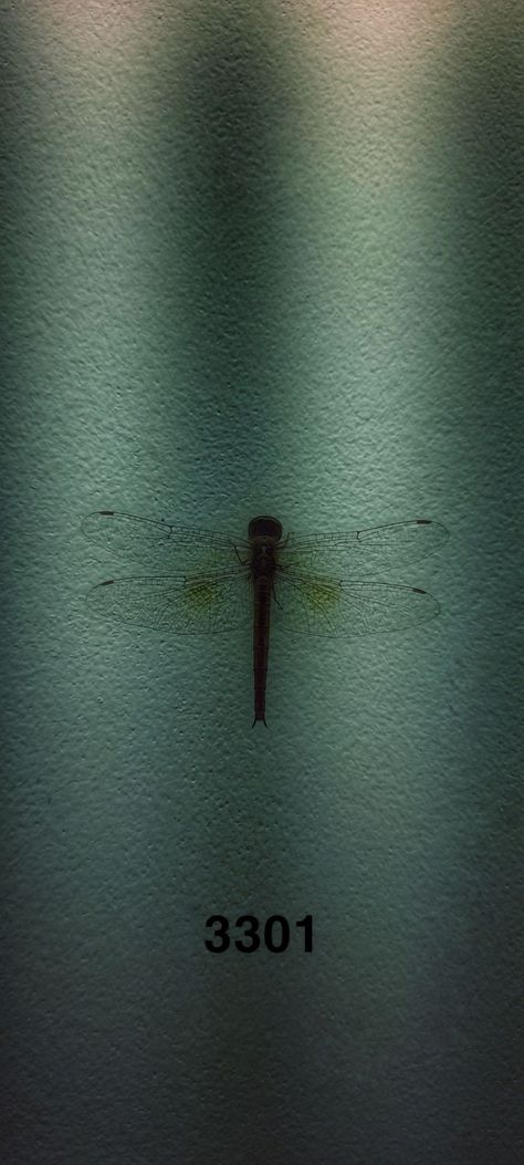 #cicada #3301 #dragonfly Dragonfly Aesthetic Wallpaper, Dragonfly Wallpaper Aesthetic, Cicada Aesthetic, Cicada Wallpaper, Dragonfly Wallpaper Iphone, Cicada 3301, Snow Logo, Internet Horror, Dragonfly Wallpaper