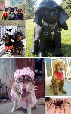 30+ Dog Halloween Costumes Dog Dragon Costume, Harry Potter Dog Costume, Baby Dog Costume, Dog Lion Costume, Unicorn Dog Costume, Science Halloween, Dog Spider Costume, Best Diy Halloween Costumes, Star Wars Ewok