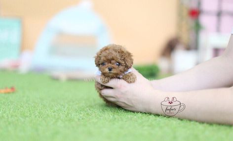 Teacup Poodles for Sale | Toy Poodle Puppies – Page 9 – Foufou Puppies Teacup Poodles For Sale, Teacup Poodles, Teacup Poodle Puppies, Dream Puppy, Poodle Puppies For Sale, Tea Cup Poodle, Toy Poodle Puppies, Poodle Puppies, Teacup Puppies