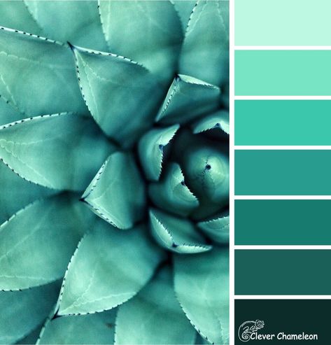 Succulent Blue-Green: Colour Inspiration Tuesday and Link Party November Colors, Green Color Combinations, Green Bear, Color Schemes Colour Palettes, Green Color Schemes, Green Colour Palette, Colour Inspiration, Color Psychology, Blue Paint