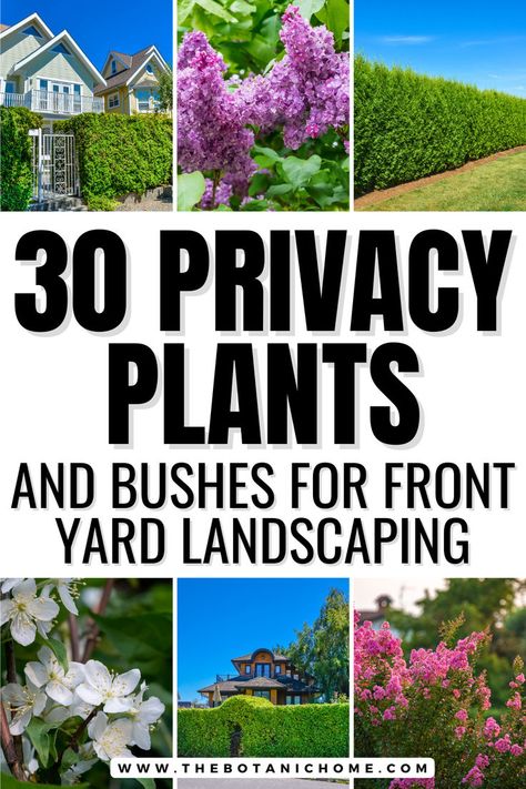 Six images of privacy shrubs, privacy hedges and privacy plants in the garden in front of houses. Text reads: 30 privacy plants and bushes for front yard landscaping. Non Fence Privacy Ideas, Tree Fence Privacy Front Yard, Fence Front Of House, Arborvitae Privacy Fence, Landscape Privacy Ideas, Privacy Plants Fence, Privacy Trees For Backyard, Privacy Trees Along Fence, Fence Landscaping Privacy