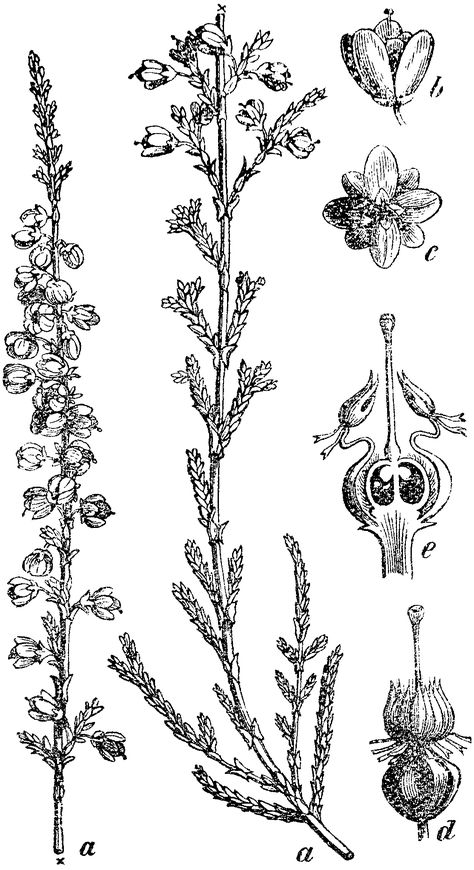 botanical illustration heather (calluna vulgaris) ~ left one is Scottish blooming Heather. For Crickett Tattoo Vintage Tattoo Sleeve, Ireland Tattoo, Calluna Vulgaris, Heather Flower, Cross Tattoos For Women, Flower Tattoo Back, Wildflower Tattoo, Back Of Shoulder Tattoo, Floral Tattoo Sleeve