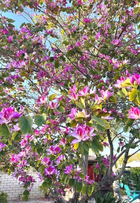 Orchid Tree (Bauhinia variegata) Bauhinia Variegata, Bauhinia Flower, Judas Tree, Pink Flowering Trees, Orchid Tree, Identify Plant, Almond Tree, Silk Tree, Blooming Trees