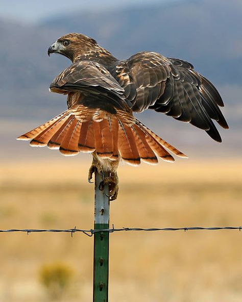 Red Tail Hawk Feathers, Bird Of Prey Tattoo, Red Tail Hawk, Hawk Feathers, Raptors Bird, Red Tailed Hawk, Bird Of Prey, Whitetail Deer, Bird Pictures