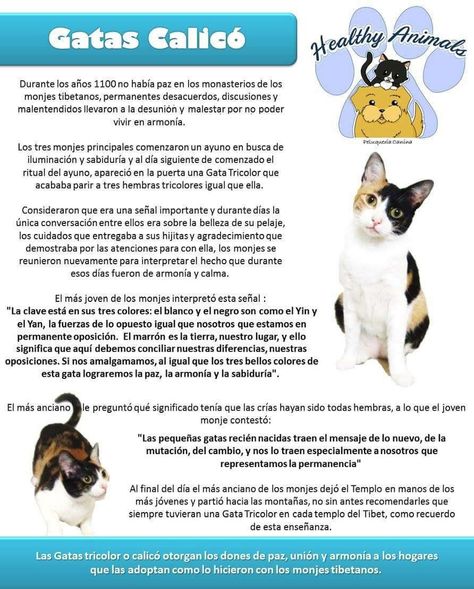 Razas de Gatos: Calicó  Importante información compartida por Healty Animals  #PetsWorldMagazine #RevistaDeMascotas #Panama #RazaDeGatos #Calicó #Gatos #GatosPty #GatosPanama #Cats #CatLover #Mascotas #MascotasPty #MascotasPanama Gato Calico, Calico Cat, Cartoon Wallpaper, Cat Lover, Animals And Pets, Chanel, Kitty, Dogs, For Sale