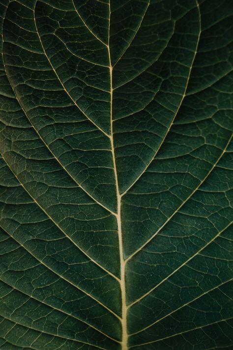 Instagram Grid Design, Leaf Veins, Macro Photography Nature, Leaf Photography, Iphone11 Pro, Flower Close Up, Macro Flower, Natural Structures, Texture Photography