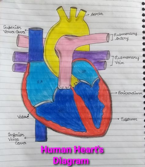 Diagram of human Heart. If you want any video or pic of any craft or drawing, painting, diagrams etc. Please let me know in the comment section. Till then, stay tuned......... Human Heart Diagram Class 10, Human Heart Drawing Color, Heart Diagram Drawing, Vedic Mathematics, Human Heart Diagram, Hannukah Crafts, Human Heart Drawing, Bts Heart, Heart Diagram