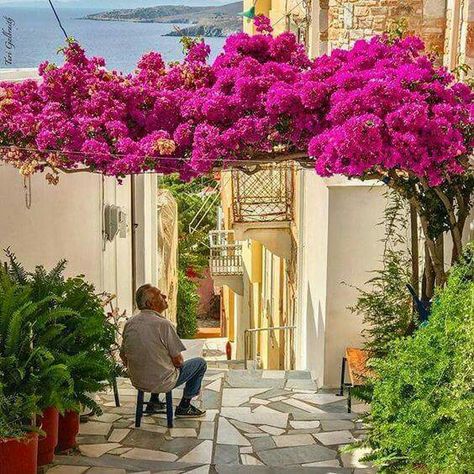 Bougainvillea Trellis, Bougainvillea Tree, Mediterranean Garden, Aegean Sea, Climbing Plants, Bougainvillea, Mediterranean Sea, Tropical Garden, Backyard Design