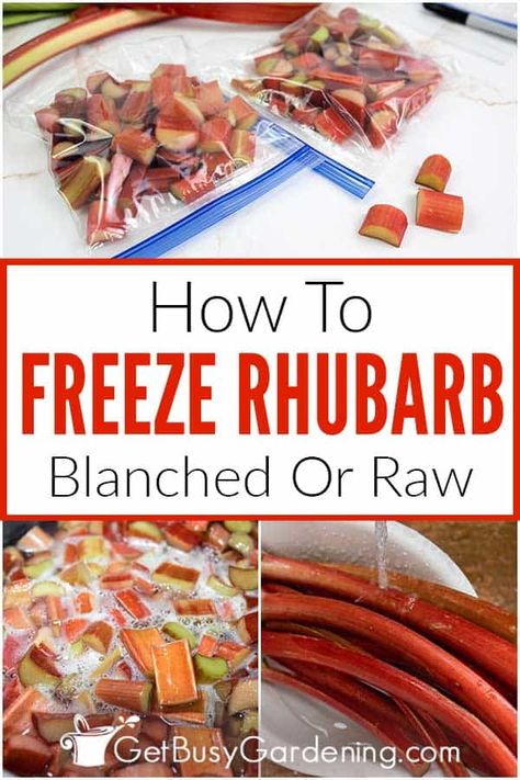 Can You Freeze Rhubarb, Freezing Rhubarb, Freeze Rhubarb, Fresh Rhubarb, Canning Fruit, Canned Fruit, Dessert Toppings, Favorite Dessert Recipes, Food Garden