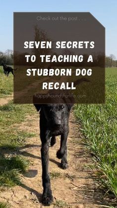 Dog Recall Training, Dog Tricks Easy, Dog Recall, Dog Commands, Dog Behavior Training, Dog Remedies, Dog Behavior Problems, Dog Enrichment, Dog Tricks