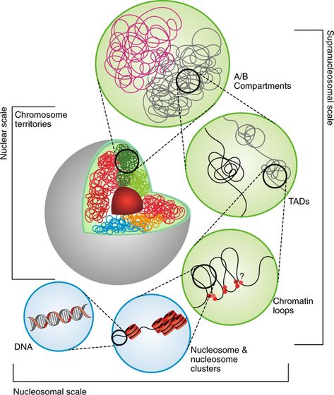 This Review summarizes our understanding of plant chromatin organization and positioning beyond the nucleosomal level, advanced by up-to-date chromatin conformation capture methods and visualization techniques, as well as discusses future directions. Chromatin Structure, Study Of Plants, Human Biology, Visualization Techniques, X Chromosome, Chia Pet, Dna Sequence, Human Genome, Cell Structure