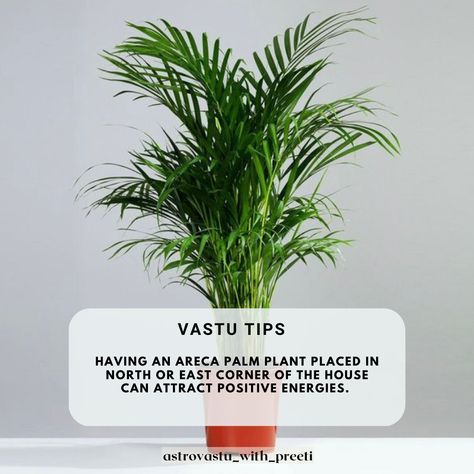 How To Bring Positive Energy To Home, Areca Palm Plant, Positive Environment, Vastu Tips, Areca Palm, Palm Plant, Vastu Shastra, Air Purifying, Energy Flow