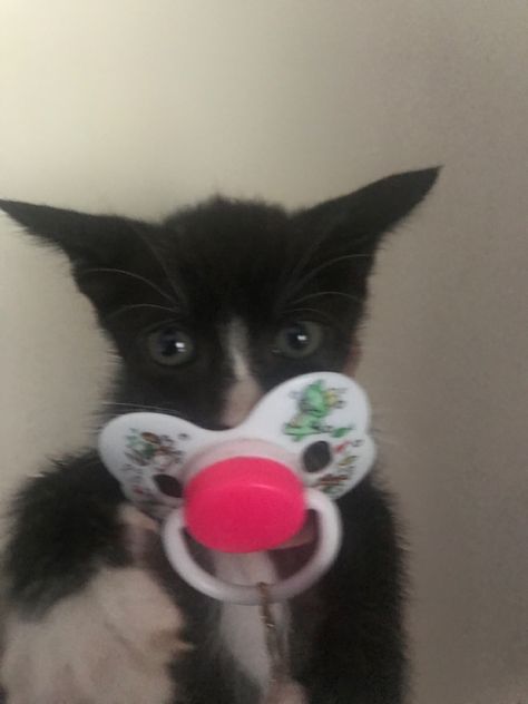 Cat With Binky, Cats With Pacifiers, Cat With Pacifier, Kawaii Cat Pfp, Silly Kitties, Hate Cats, Silly Cats Pictures, Cat Meme, Pretty Animals