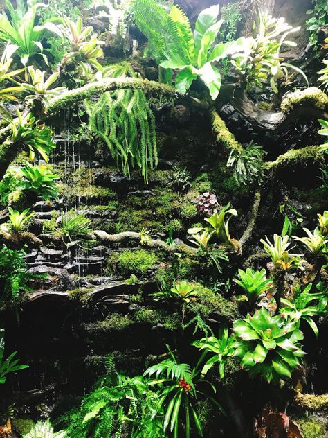 Tree Frog Vivarium, Rainforest Vivarium, Tropical Vivarium, Chameleon Terrarium, Tree Frog Terrarium, Bioactive Vivarium, Wall Terrarium, Tropical Terrariums, Frog Terrarium